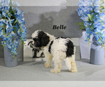 Small #13 Cavapoo