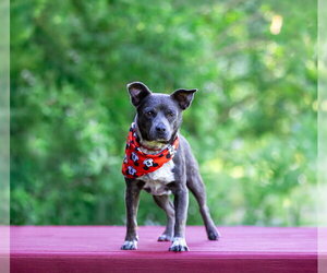 Chihuahua-Unknown Mix Dogs for adoption in Unionville, PA, USA