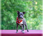Small Chihuahua Mix