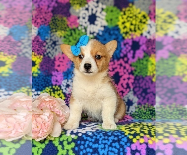 Medium Photo #3 Pembroke Welsh Corgi Puppy For Sale in DELTA, PA, USA