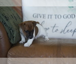 Small #13 Jack Russell Terrier