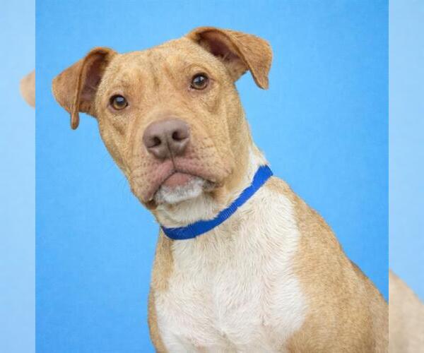 Medium Photo #2 Mutt Puppy For Sale in Redlands, CA, USA