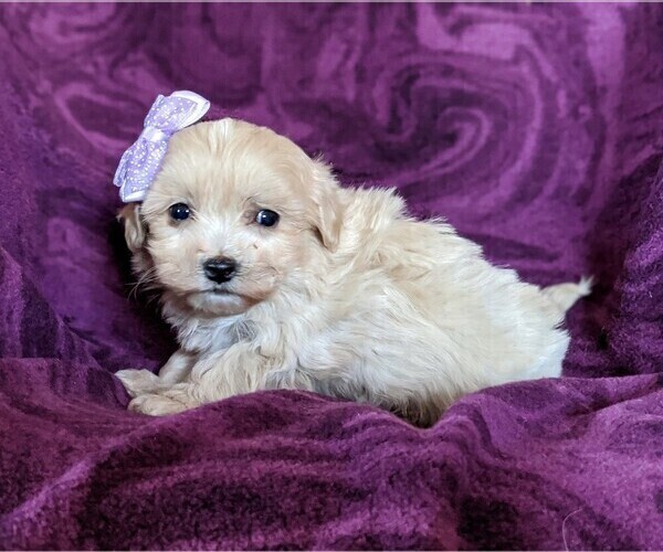 Medium Photo #4 Maltipoo Puppy For Sale in NOTTINGHAM, PA, USA