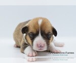 Small Photo #7 Pembroke Welsh Corgi Puppy For Sale in BURTRUM, MN, USA