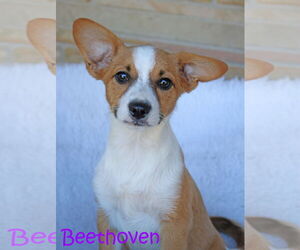 Chi-Corgi Dogs for adoption in Wakefield, RI, USA
