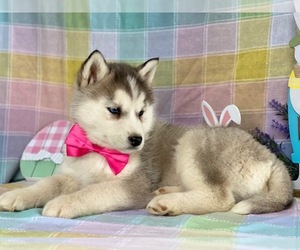 Siberian Husky Puppy for sale in LANCASTER, PA, USA