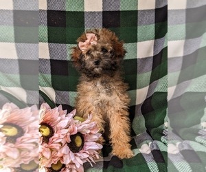 Cock-A-Poo Puppy for sale in OXFORD, PA, USA