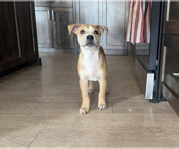 Medium Photo #1 Mutt Puppy For Sale in Sandy, UT, USA