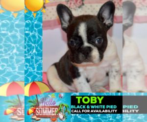 French Bulldog Puppy for sale in HEATHROW, FL, USA