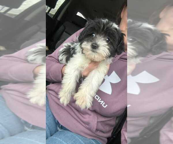 Medium Photo #1 Cavapoo (Miniature) Puppy For Sale in MUNFORDVILLE, KY, USA