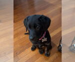 Small Labrador Retriever Mix