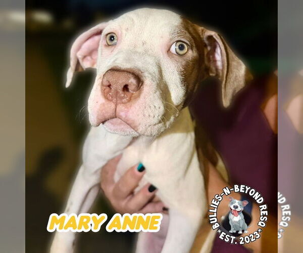 Medium Photo #1 Staffordshire Bull Terrier Puppy For Sale in Omaha, NE, USA
