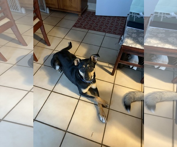 Medium Photo #3 Mutt Puppy For Sale in Sandy, UT, USA