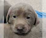Small Photo #32 Labrador Retriever Puppy For Sale in OLYMPIA, WA, USA
