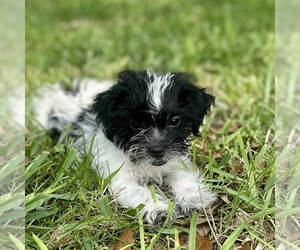 Shorkie Tzu Puppy for sale in JACKSONVILLE, FL, USA