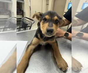 Labrador Retriever-Unknown Mix Dogs for adoption in Conroe, TX, USA