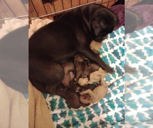 Pug Puppy for sale in NEW WAVERLY, TX, USA