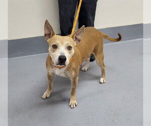 Mutt Dogs for adoption in Louisville, KY, USA