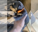 Small Photo #15 Rottweiler Puppy For Sale in RICHLAND, GA, USA