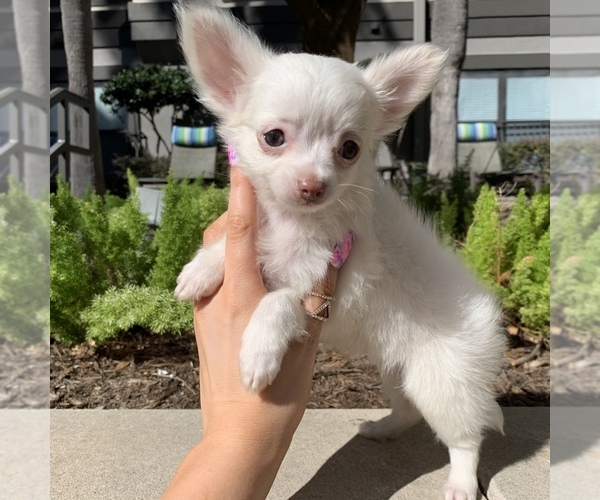 Medium Photo #6 Chihuahua Puppy For Sale in HOUSTON, TX, USA