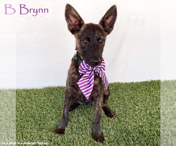 Medium Photo #1 Holland Shepherd-Unknown Mix Puppy For Sale in San Diego, CA, USA
