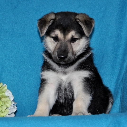 Medium Photo #1 German Shepherd Dog Puppy For Sale in PORT DEPOSIT, MD, USA