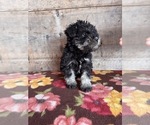 Small #19 Schnauzer (Miniature)