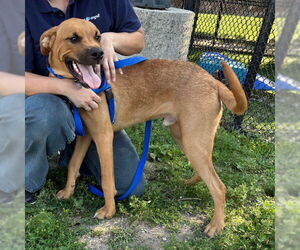 Boxer-Unknown Mix Dogs for adoption in Boston, MA, USA