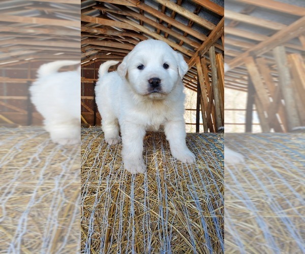 Medium Photo #1 Great Pyrenees Puppy For Sale in WATTS, OK, USA