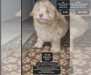 Zuchon Puppy for sale in TUCSON, AZ, USA