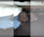 Small #14 Cane Corso