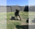 Small Photo #1 Cane Corso-Mastiff Mix Puppy For Sale in NEW CANEY, TX, USA