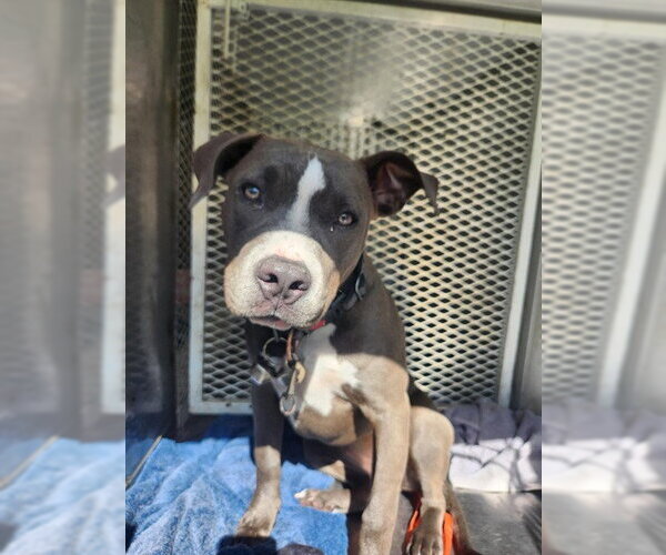 Medium Photo #1 Mutt Puppy For Sale in Bakersfield, CA, USA