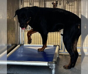 Rottweiler Dogs for adoption in Downey, CA, USA