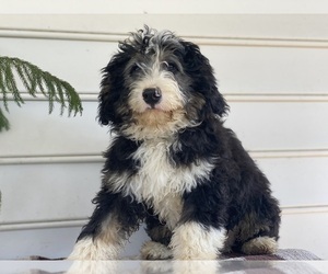 Bernedoodle Puppy for sale in LANCASTER, PA, USA
