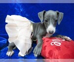 Small Photo #9 Italian Greyhound Puppy For Sale in NORWOOD, MO, USA