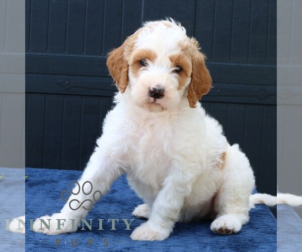 Medium Photo #3 Goldendoodle Puppy For Sale in LANCASTER, PA, USA