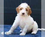 Small #2 Goldendoodle