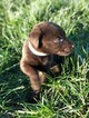 Small Photo #11 Labrador Retriever Puppy For Sale in EATONVILLE, WA, USA