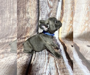 French Bulldog Puppy for sale in MIAMI, FL, USA