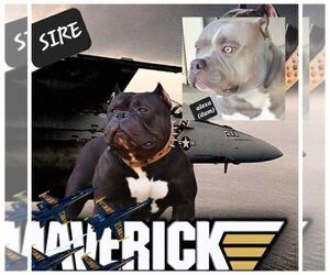 American Bully Puppy for sale in ROCKVILLE, MD, USA