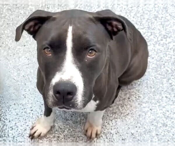 Medium Photo #2 American Pit Bull Terrier-Unknown Mix Puppy For Sale in Houston, TX, USA