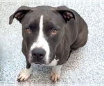 Small #1 American Pit Bull Terrier Mix