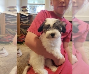 Havachon Puppy for sale in COTTAGE GROVE, TN, USA