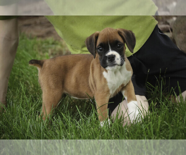 Medium Photo #2 Boxer Puppy For Sale in SHIPSHEWANA, IN, USA