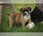 Small #1 Boxer