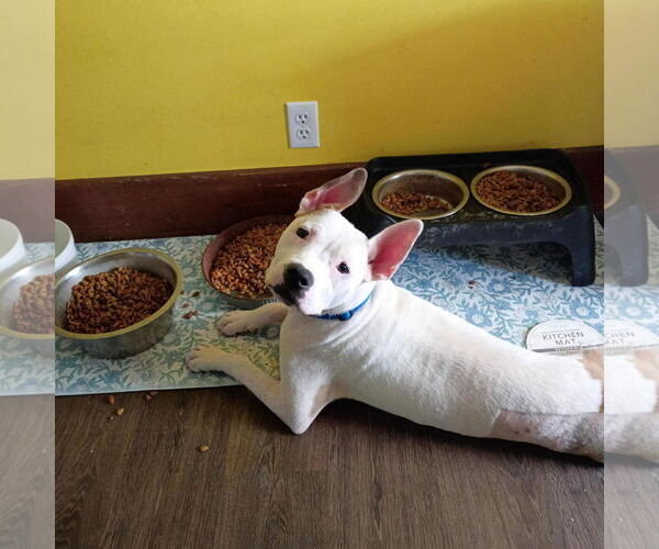Medium Photo #6 American Pit Bull Terrier-Unknown Mix Puppy For Sale in Germantown, OH, USA