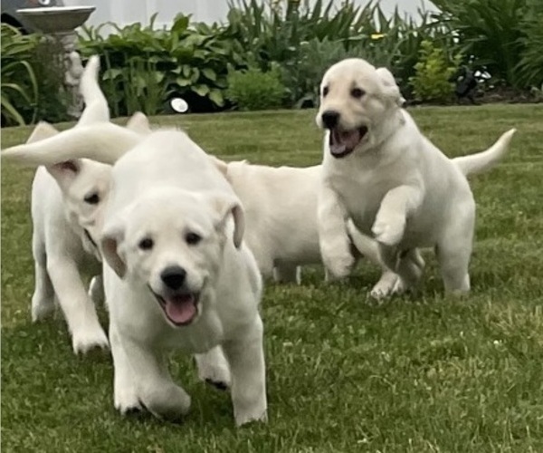 Medium Photo #1 English Cream Golden Retriever-Golden Labrador Mix Puppy For Sale in NEW BEDFORD, MA, USA