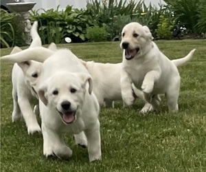 English Cream Golden Retriever-Golden Labrador Mix Litter for sale in NEW BEDFORD, MA, USA