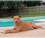 Small #11 Boxer Mix